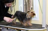 YORKSHIRE TERRIER - TOILETTAGE 044